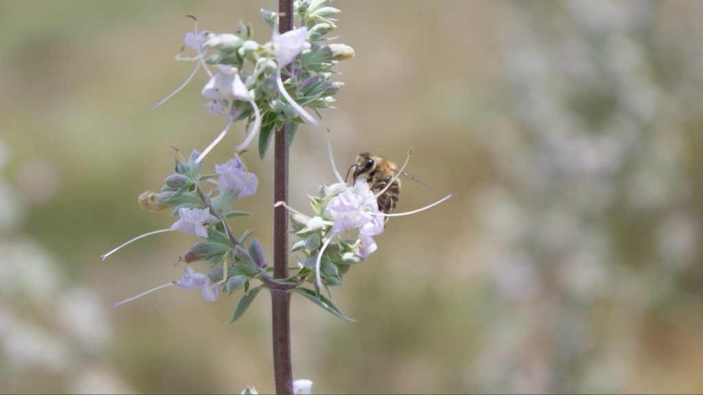 Honeybees