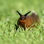 Slug