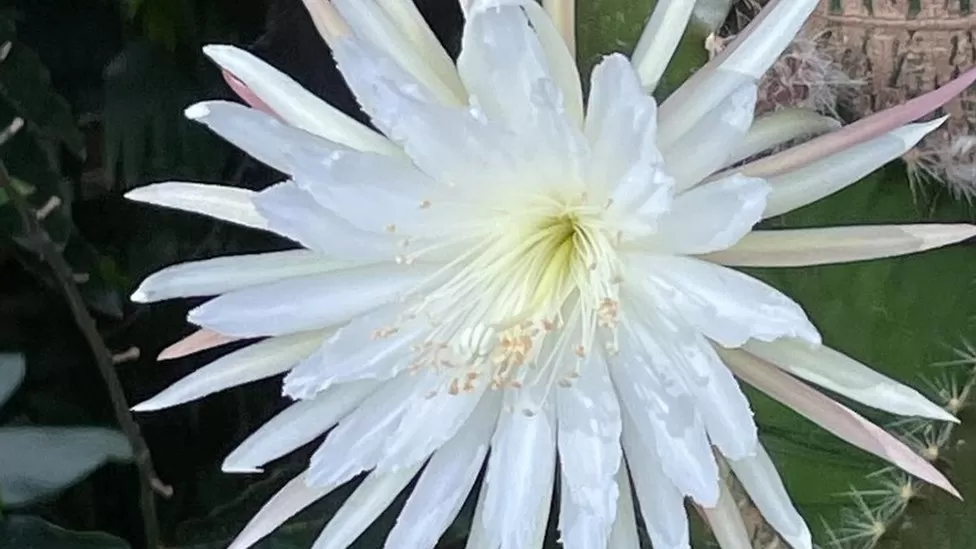 Cambridge moonflower: Rare bloom flowers again