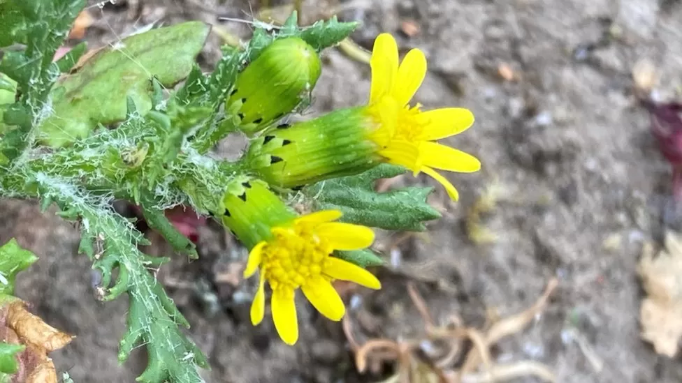 Groundsel