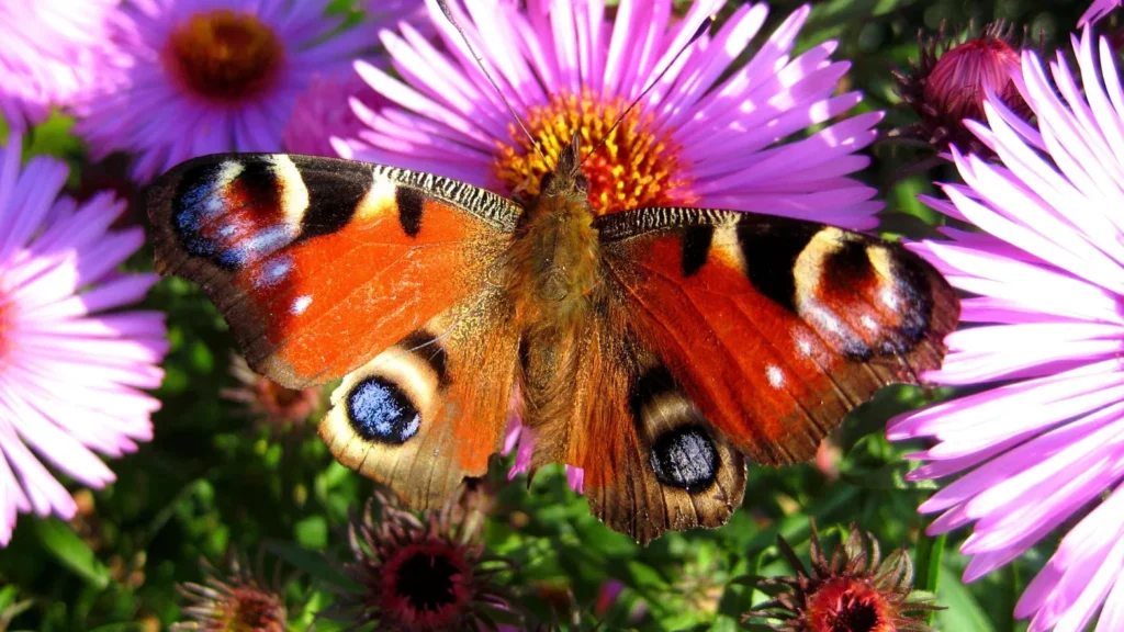 butterfly