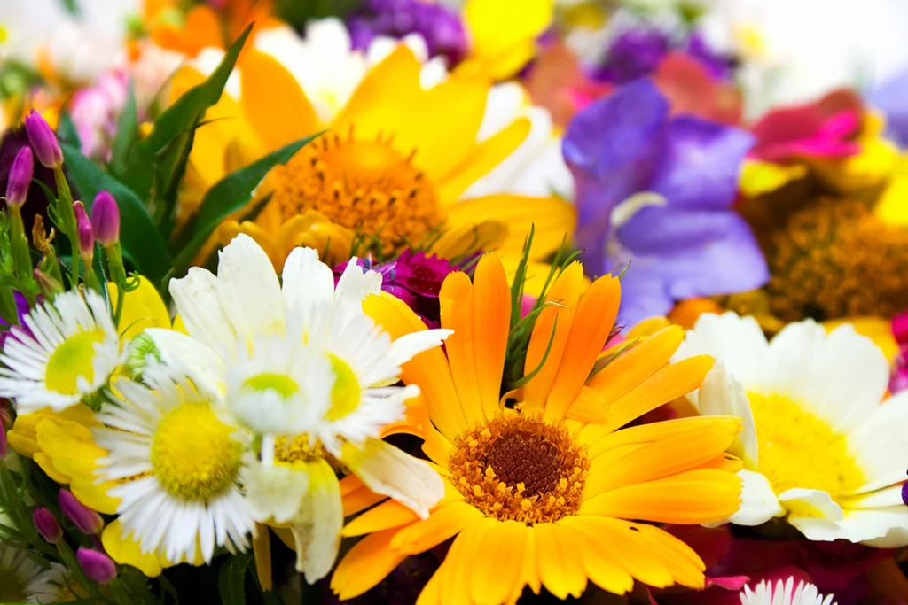 Russia: Rosselkhoznadzor prevents import of gerbera daisies from China in Primorsky Krai