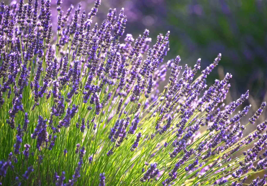 Lavander