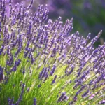 Lavander