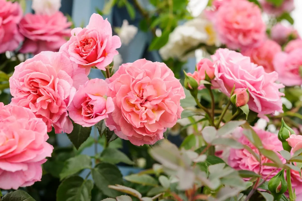 Roses