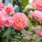 Roses