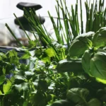 grow herbs