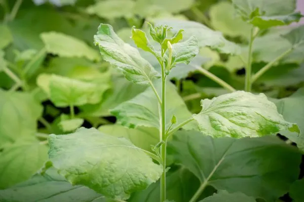 How plants become bushy, or not