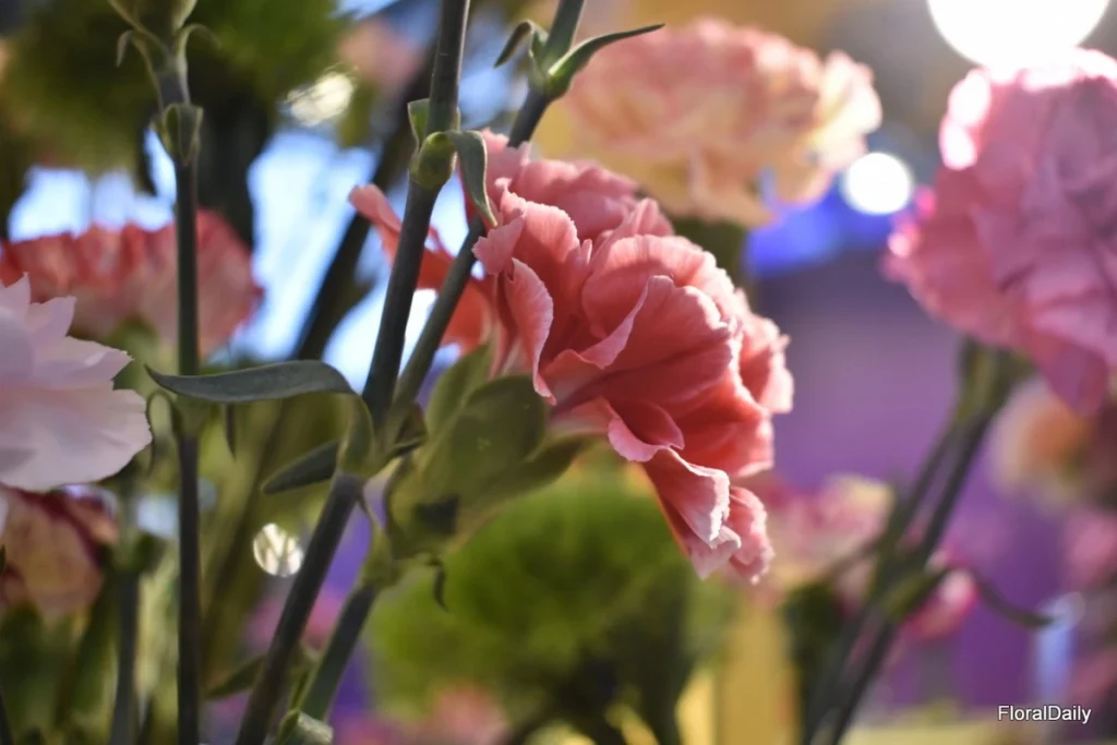 Colorado was the Carnation Capital of the World … until it wasn’t