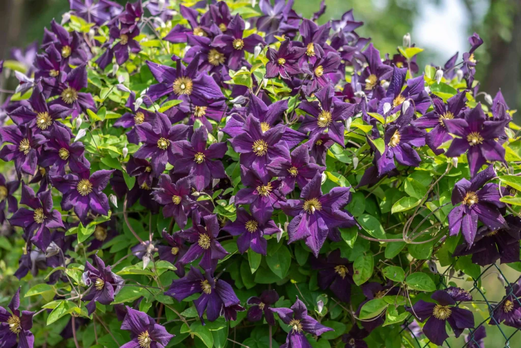 Clematis – Caring for your climber