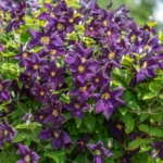Clematis – Caring for your climber