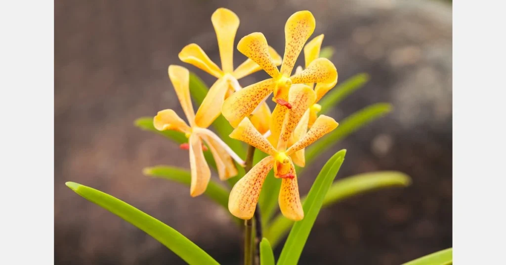 India: Sikkim’s state flower ‘Orchid’ introduced to Kashmir