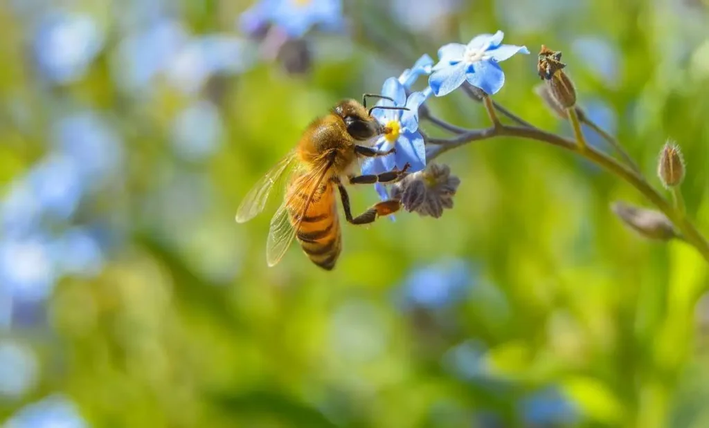 Flowers pollinated by honeybees make lower-quality seeds