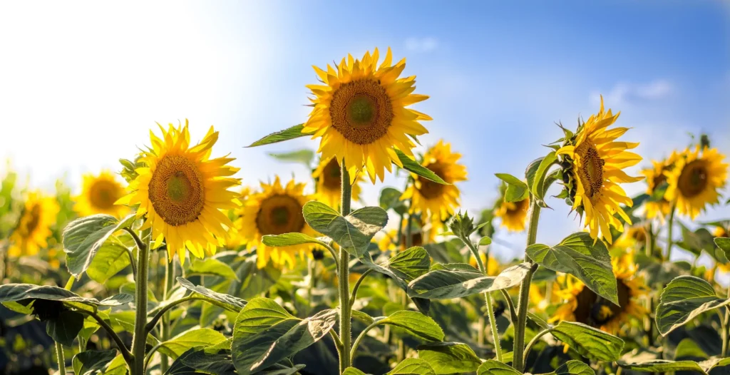 sunflowers