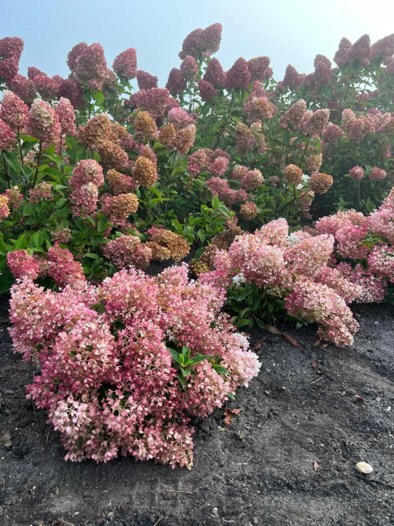 The low-riding Hydrangea ‘Groundbreaker’
