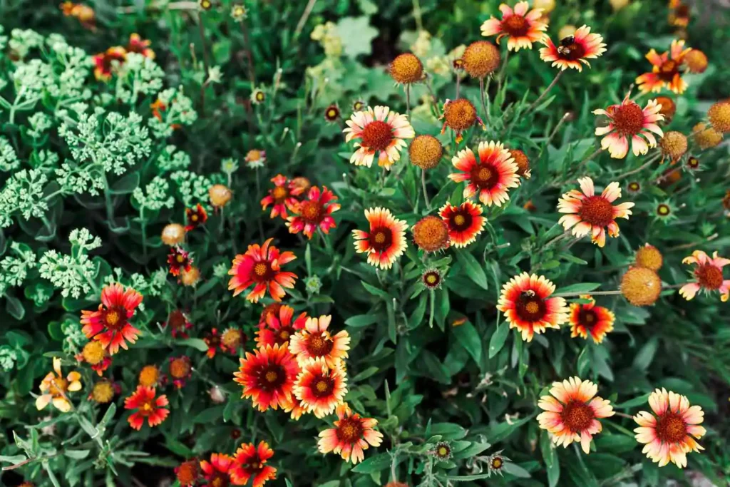 Garden plants