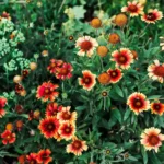 Garden plants