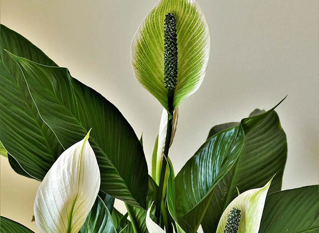 peace lilies care