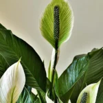 peace lilies care