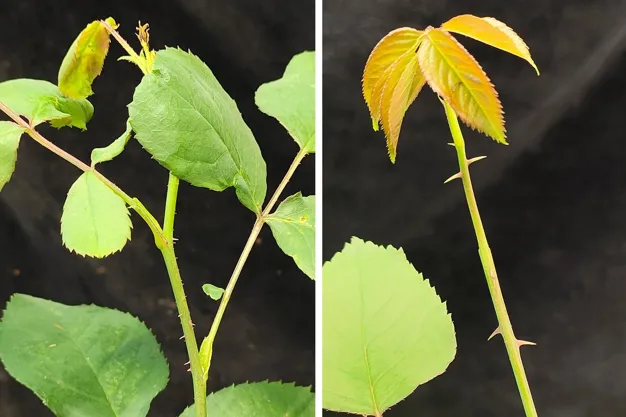 Every rose has its thorns … or does it?
