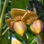 tropical garden plants